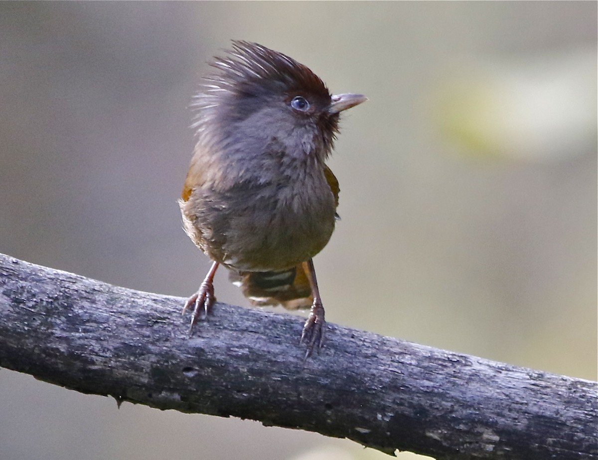 Rusty-fronted barwing (Actinodura egertoni) - Picture Bird