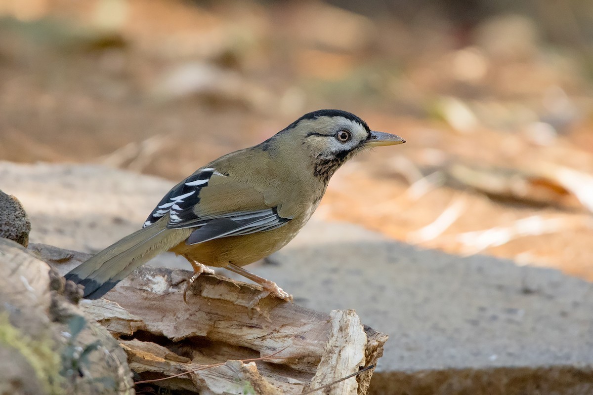 Charlatán ceniciento occidental (Garrulax cineraceus) - Picture Bird