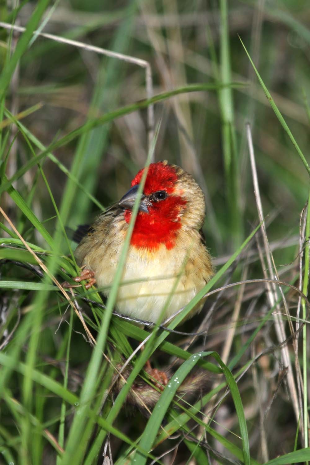 コウヨウチョウ属 Quelea Picture Bird