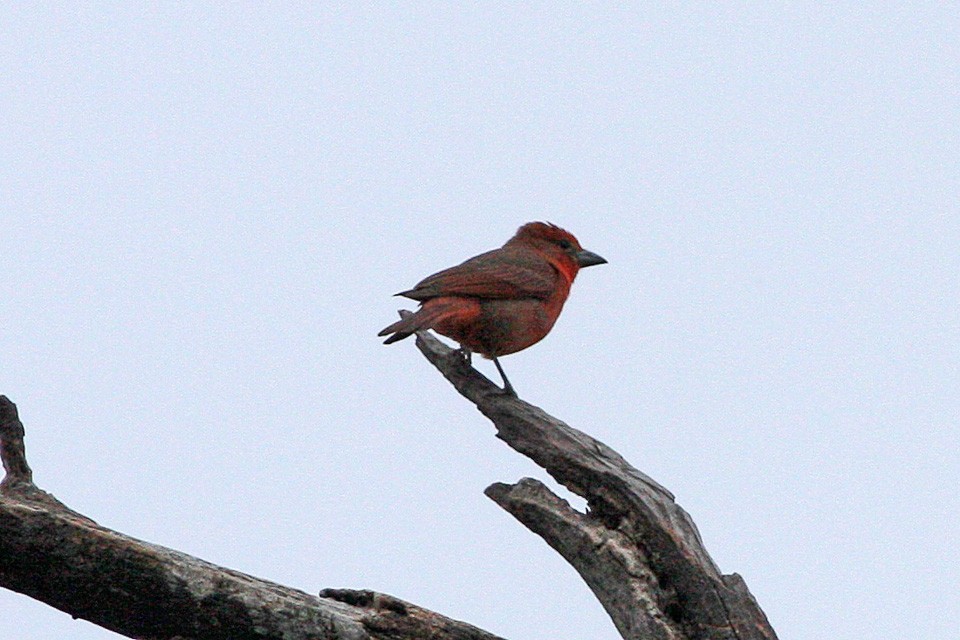 Piranga bermeja (Piranga flava) Picture Bird