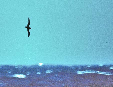 Petrel de murphy (Pterodroma ultima) Picture Bird