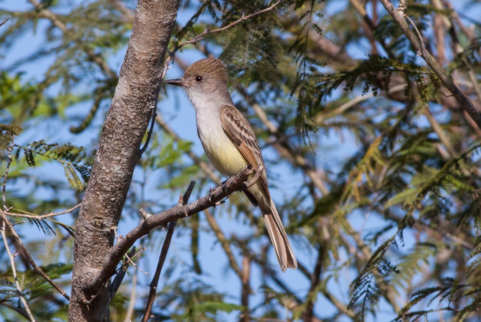 Copetón de nutting (Myiarchus nuttingi) Picture Bird