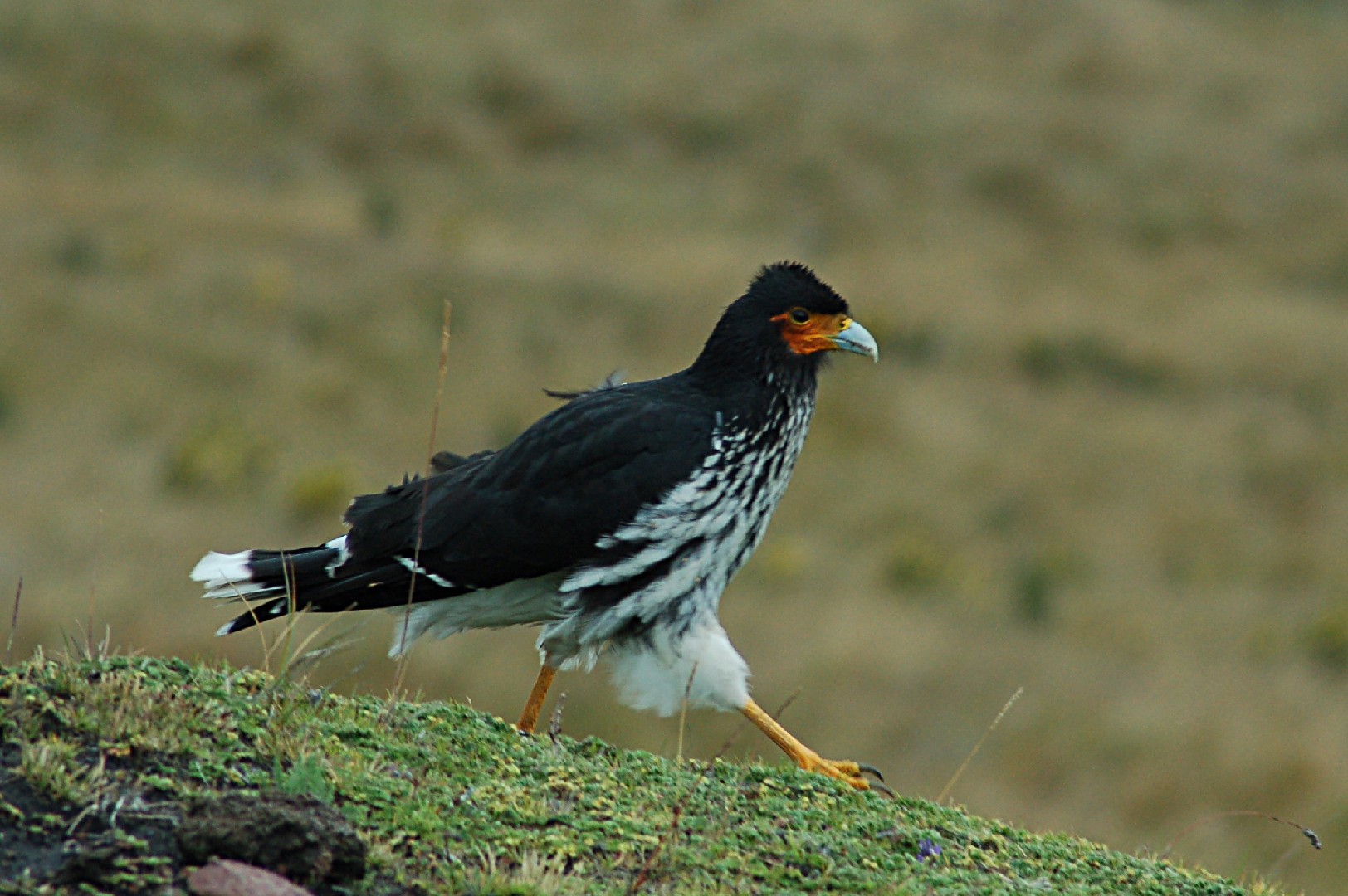アンデスカラカラ属 Phalcoboenus Picture Bird