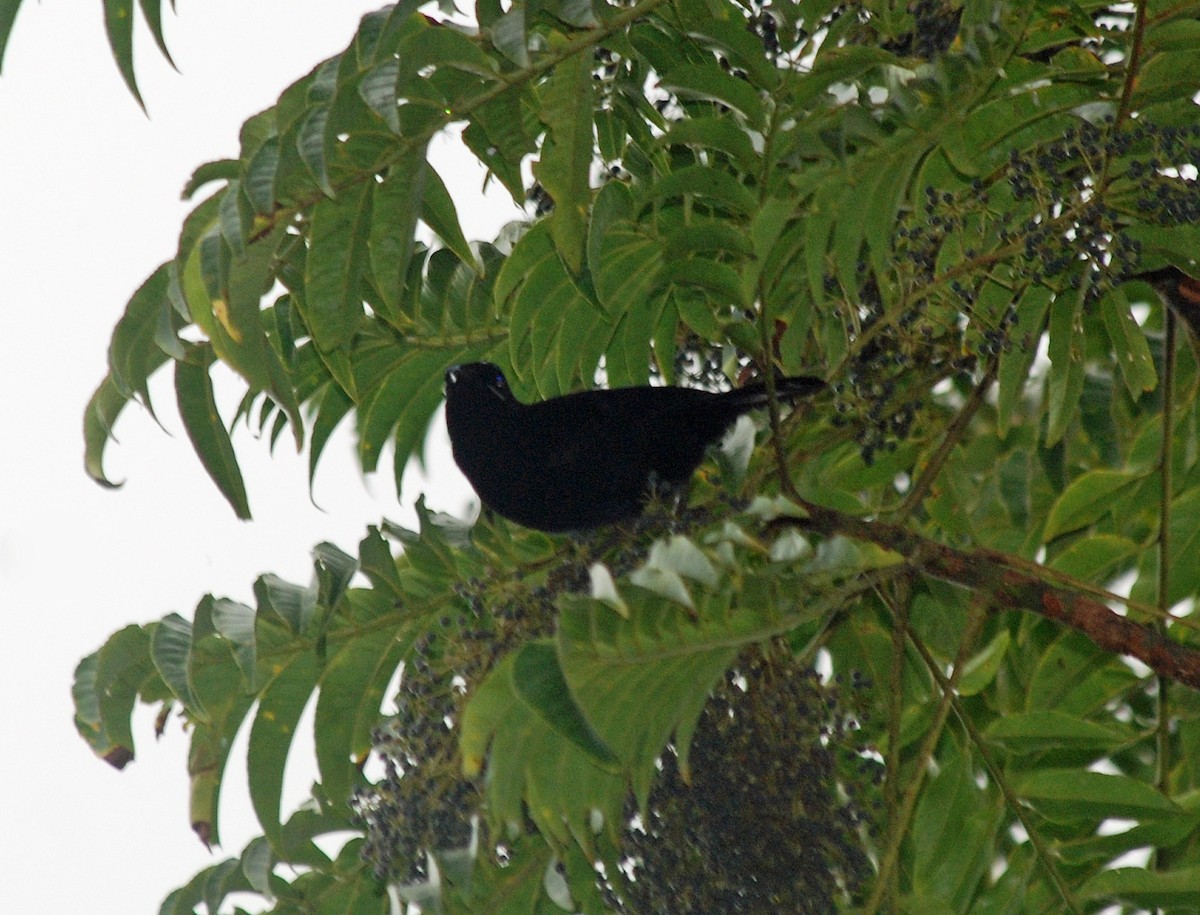ルリフウチョウモドキ (Cnemophilus loriae) Picture Bird