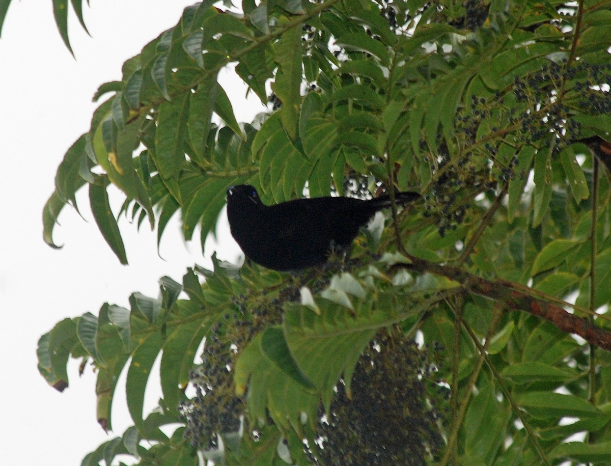 Ave del paraíso de loria (Cnemophilus loriae) - Picture Bird