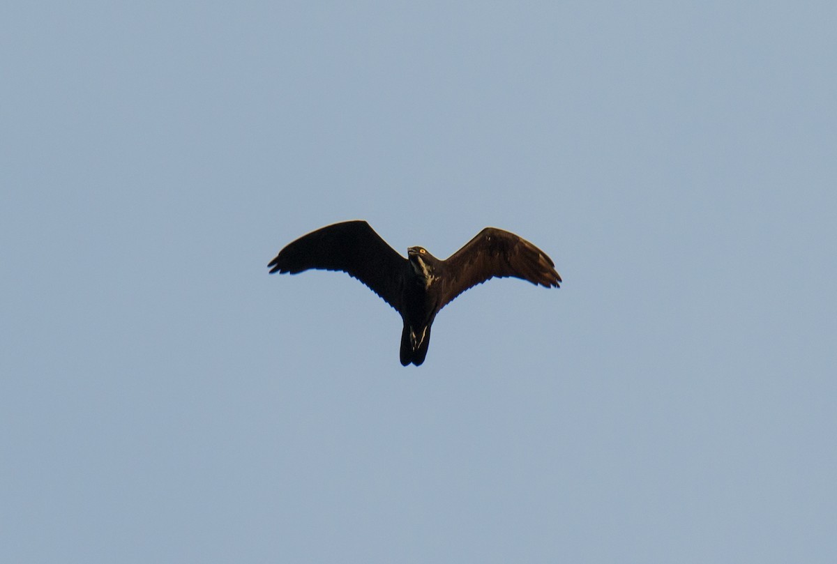 Широкоротый коршун (Macheiramphus alcinus) Picture Bird