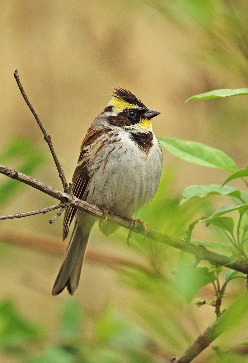 ミヤマホオジロ Emberiza Elegans Picture Bird