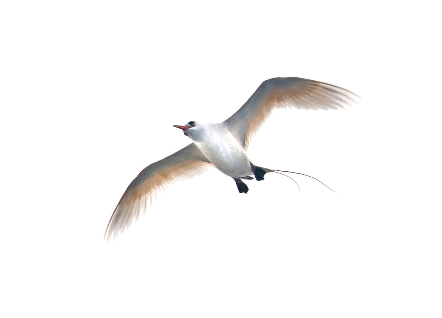 Phaéton à brins rouges (Phaethon rubricauda) Picture Bird