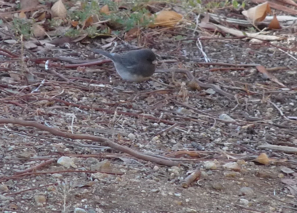 Junco hyemalis hyemalis (Junco hyemalis hyemalis) Picture Bird