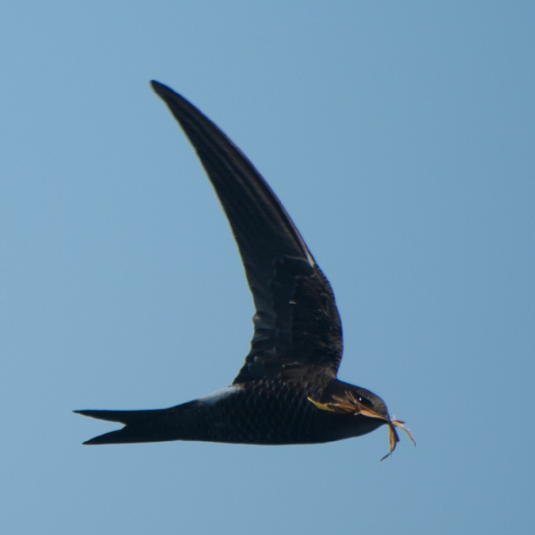 アマツバメ Apus Pacificus Picture Bird