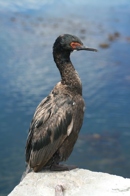 Cormorán magallánico (Phalacrocorax magellanicus) Picture Bird