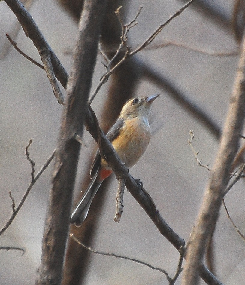 Красногрудая гранателла (Granatellus venustus) - Picture Bird