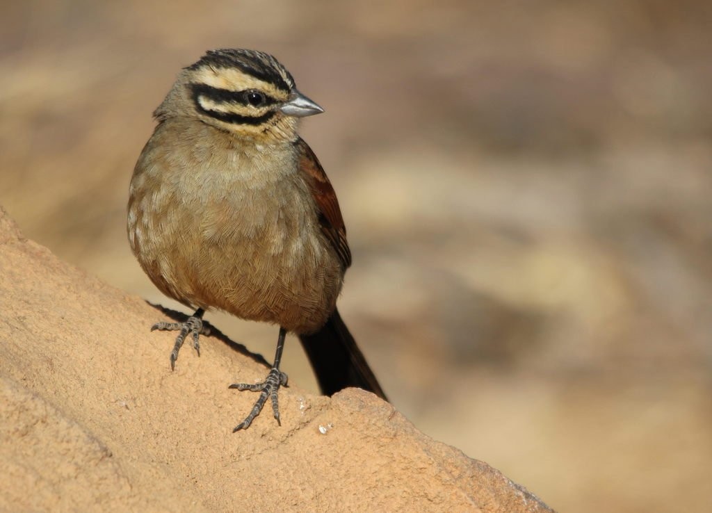 Emberiza capensis (Emberiza capensis) Picture Bird
