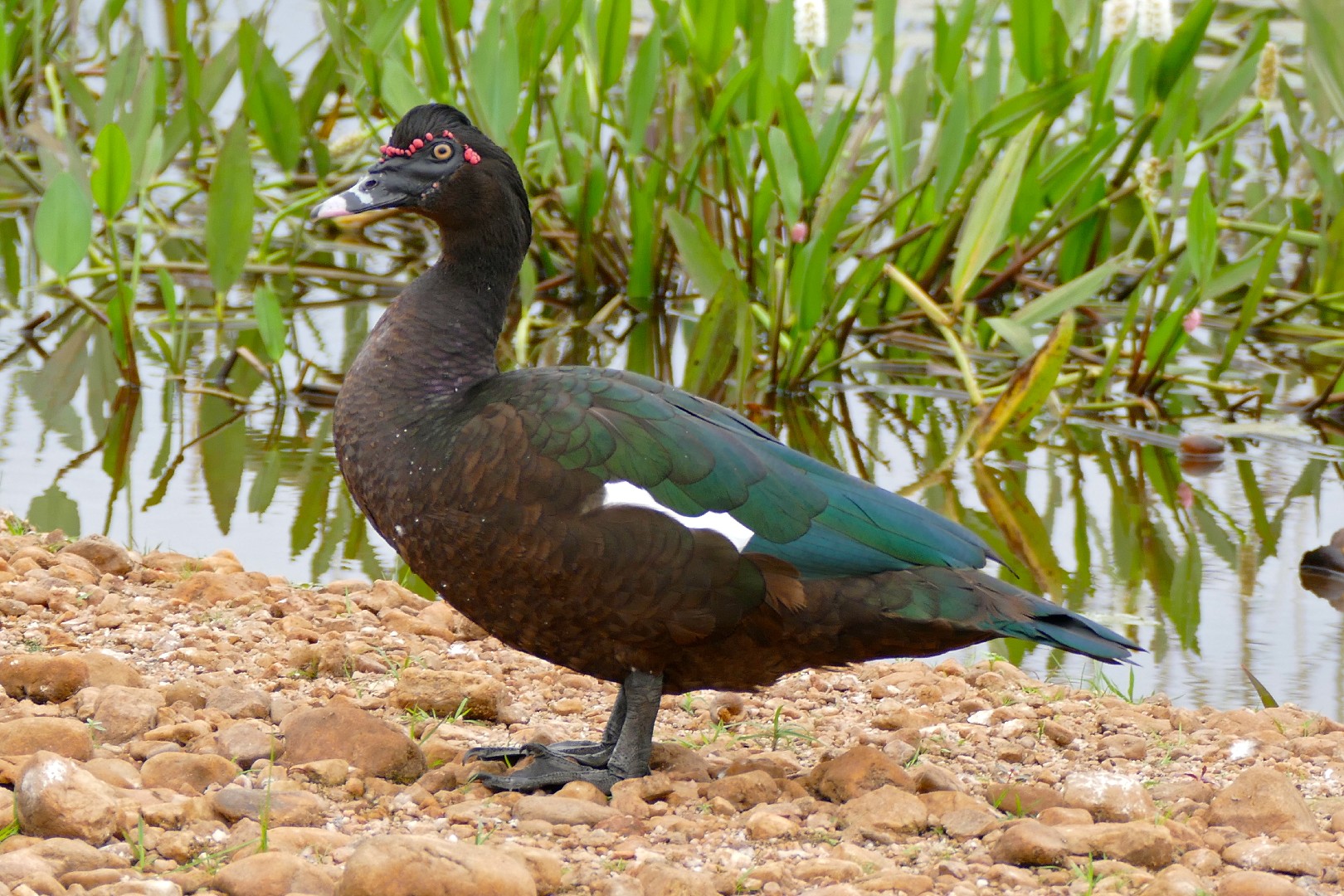 ノバリケン 野バリケン Cairina Moschata Picture Bird