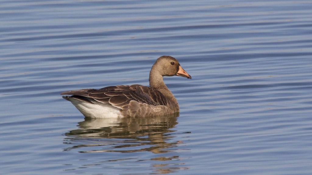 マガン Anser Albifrons Picture Bird