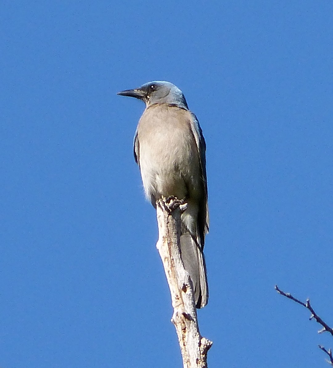 アメリカカケス属 Aphelocoma Picture Bird