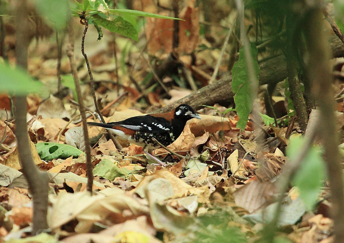 Рыжеспинный земляной дрозд (Geokichla erythronota) Picture Bird