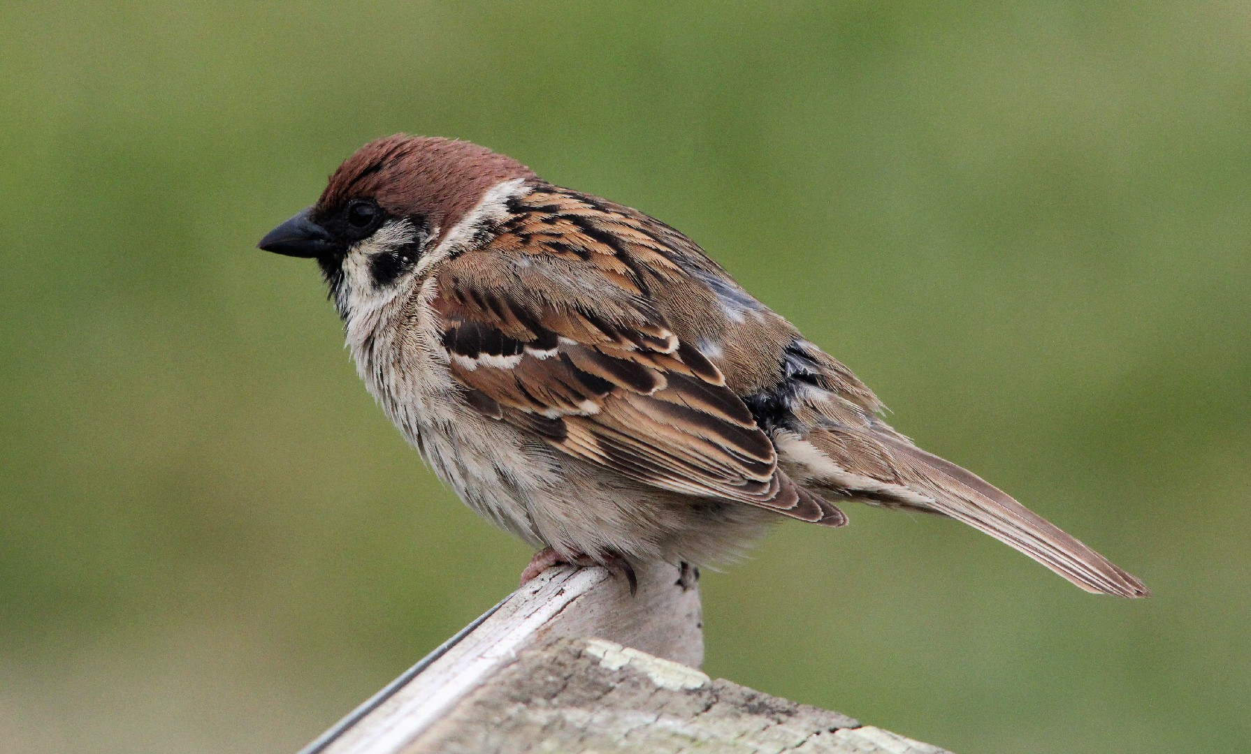 Passer montanus montanus (Passer montanus montanus) - Picture Bird