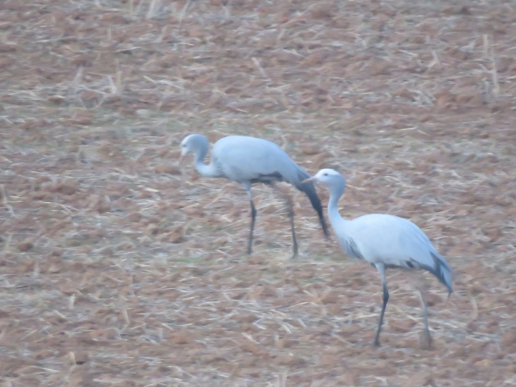 ハゴロモヅル Anthropoides Paradiseus Picture Bird ハゴロモヅル Anthropoides Paradiseus Picture Bird