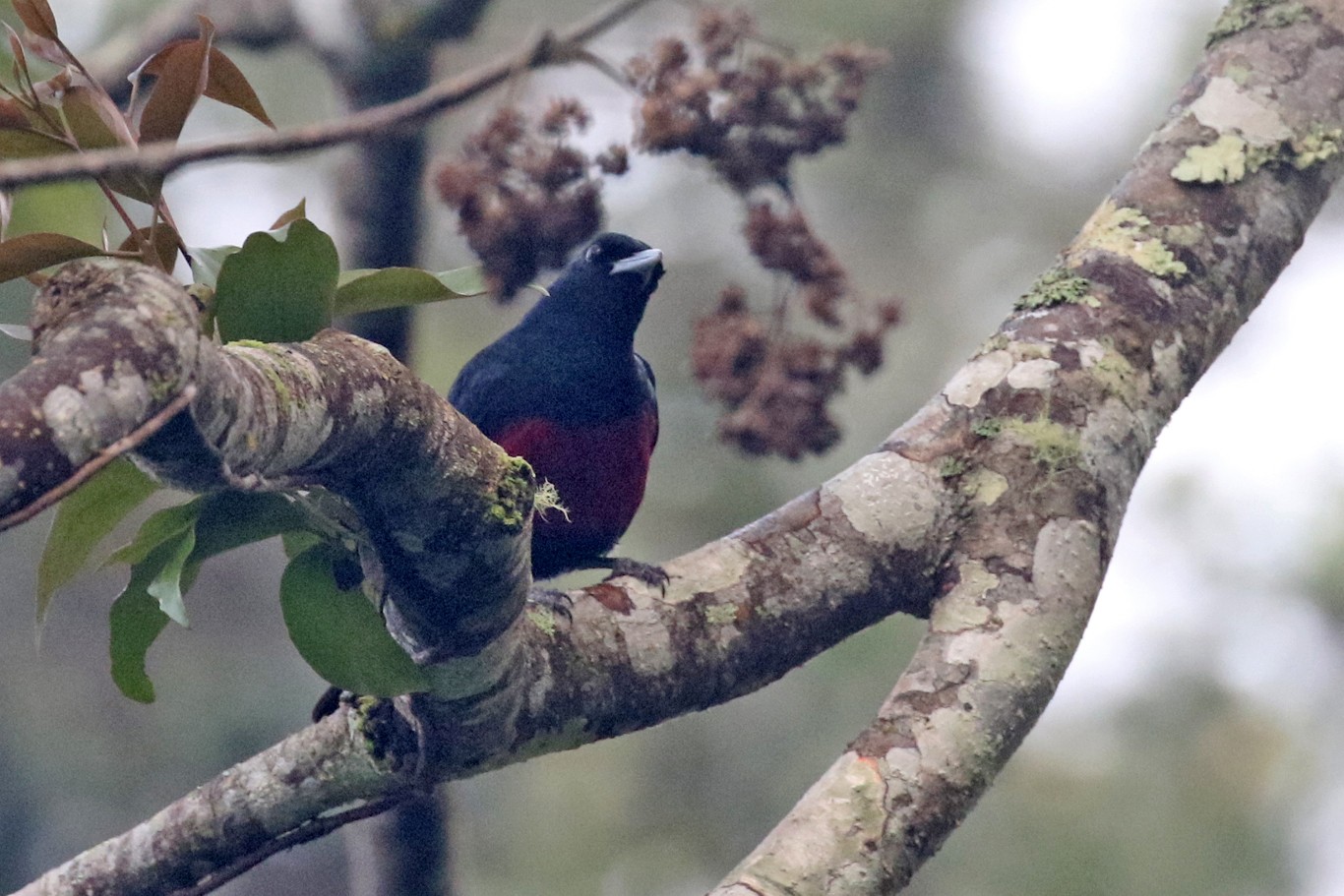 緋胸黃鸝 (Oriolus cruentus) Picture Bird