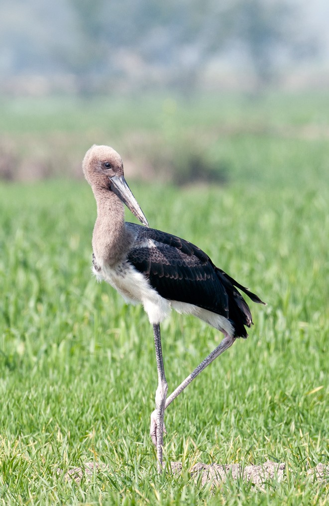 黑頸鸛 (Ephippiorhynchus asiaticus) - Picture Bird
