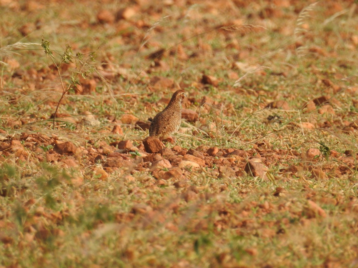Perdicula (Perdicula) Picture Bird