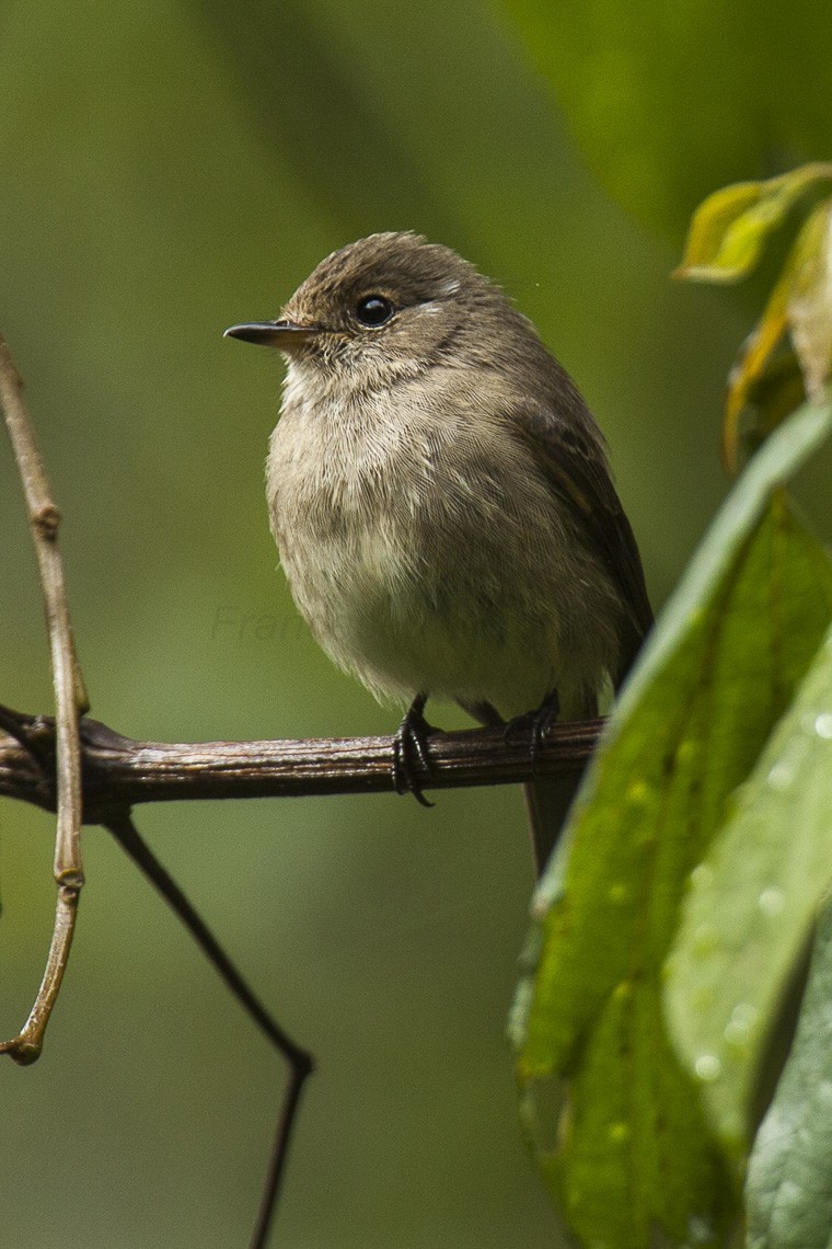 Papamoscas (Muscicapa) - Picture Bird