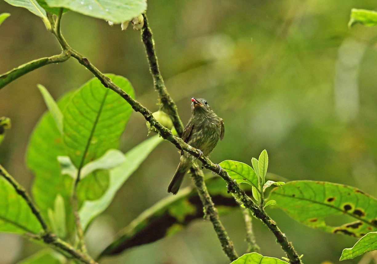 Mionectes (Mionectes) Picture Bird