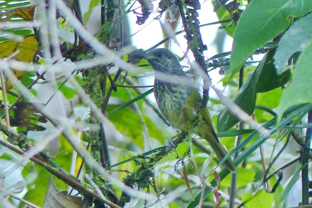 Lichmera (Lichmera) Picture Bird