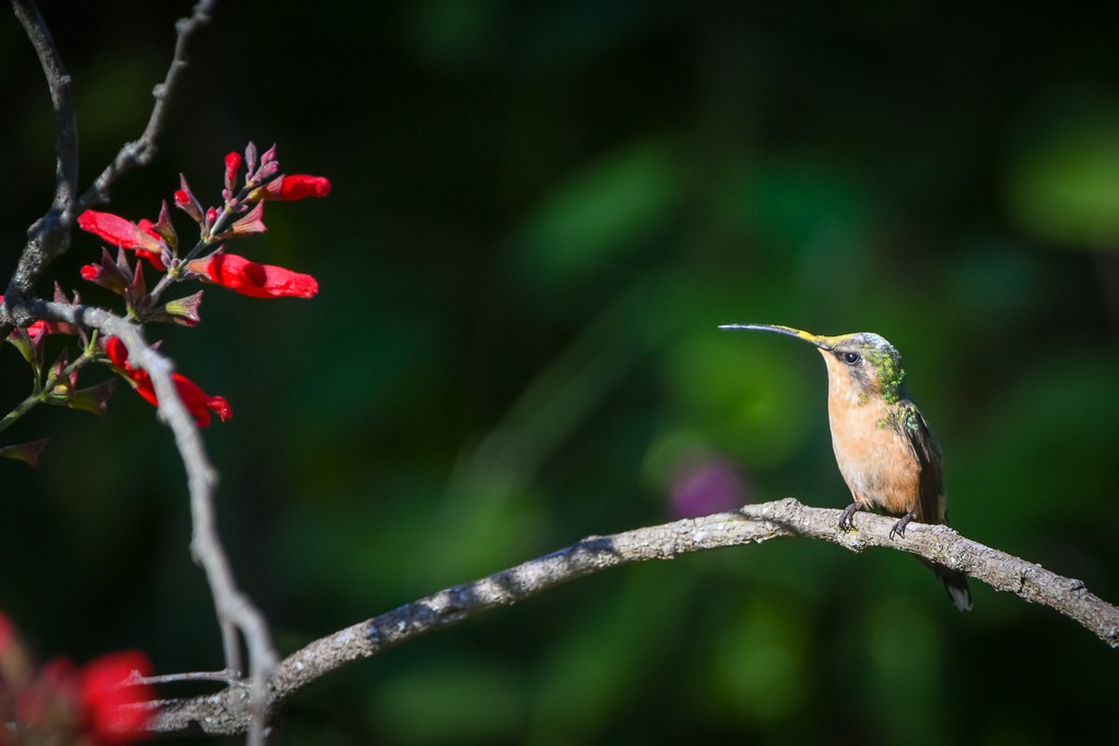 colibr-colirraro-doricha-enicura-picture-bird