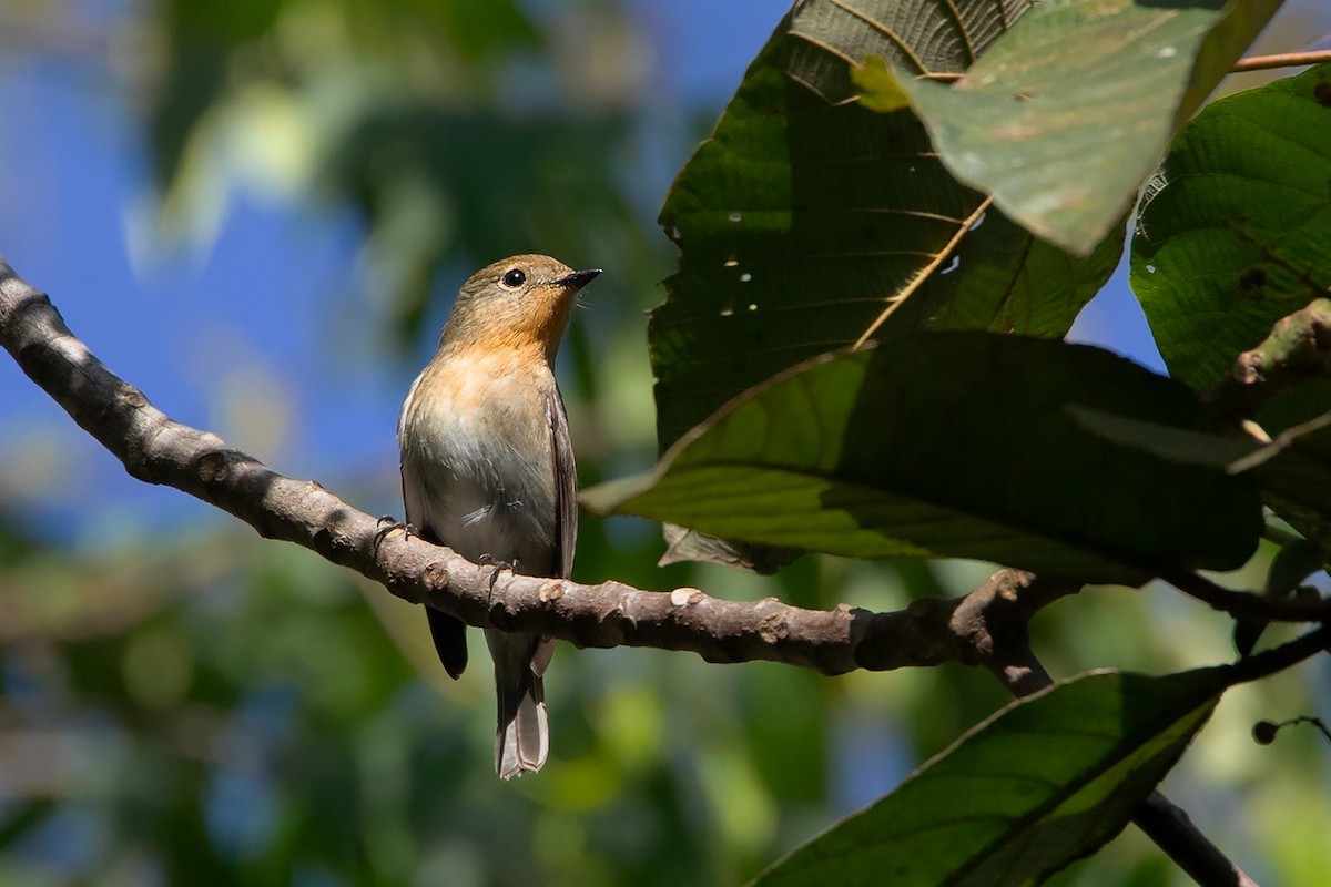 Papamoscas zafiro (Ficedula sapphira) - Picture Bird