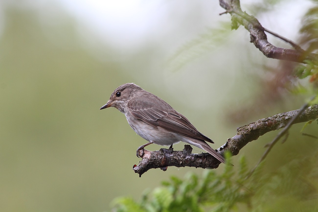 ムナフヒタキ Muscicapa Striata Picture Bird