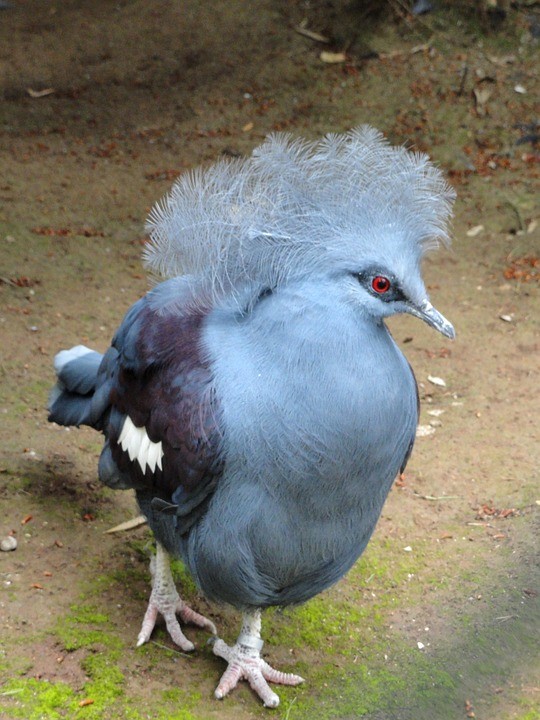 western crowned pigeon