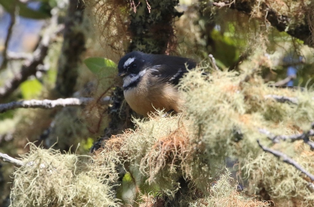 Rhipidura fuliginosa placabilis (Rhipidura fuliginosa placabilis