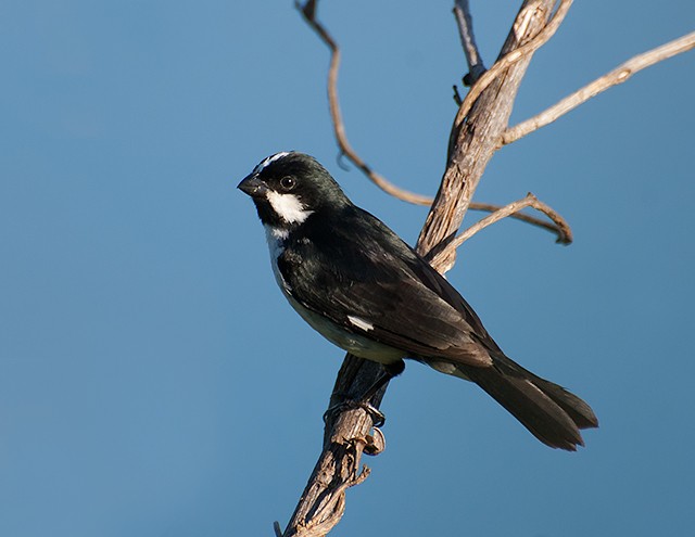 Sporophila (Sporophila) Picture Bird