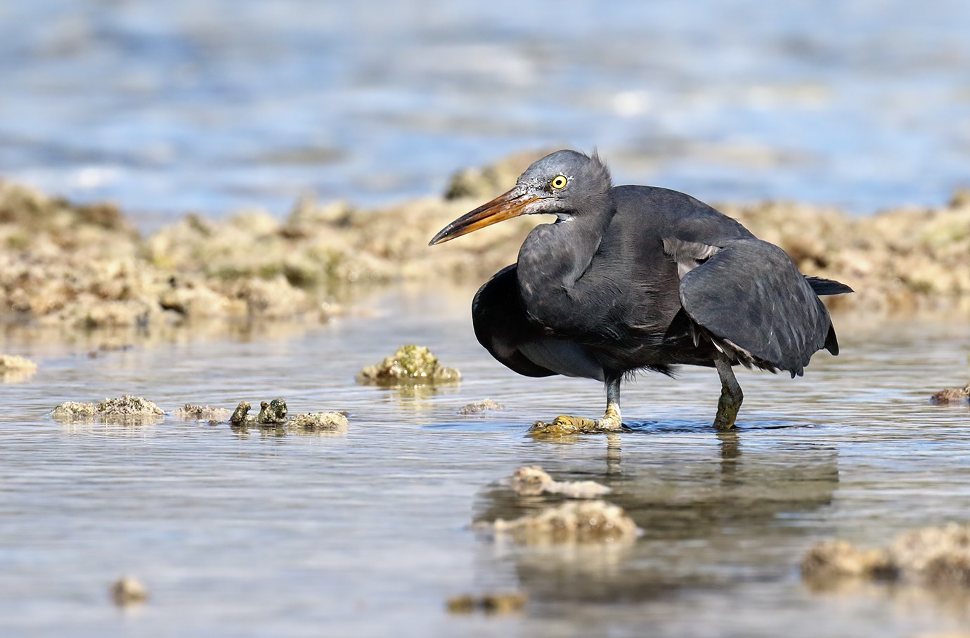 クロサギ (Egretta sacra) - Picture Bird