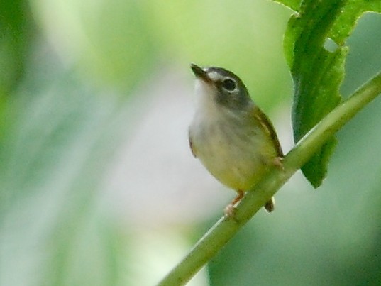Blackcapped pygmy tyrant (Myiornis atricapillus) Picture Bird