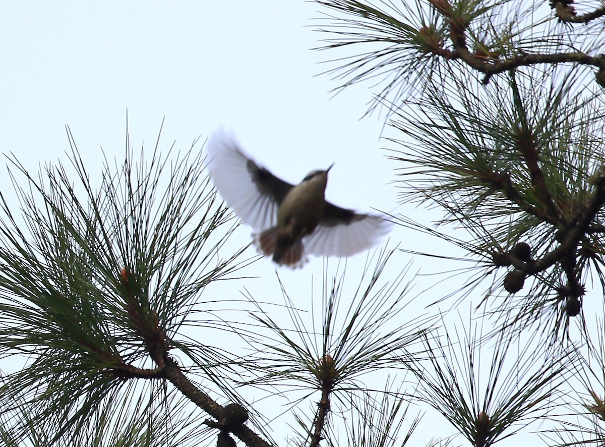 Trepador de Yunnan (Sitta yunnanensis) Picture Bird
