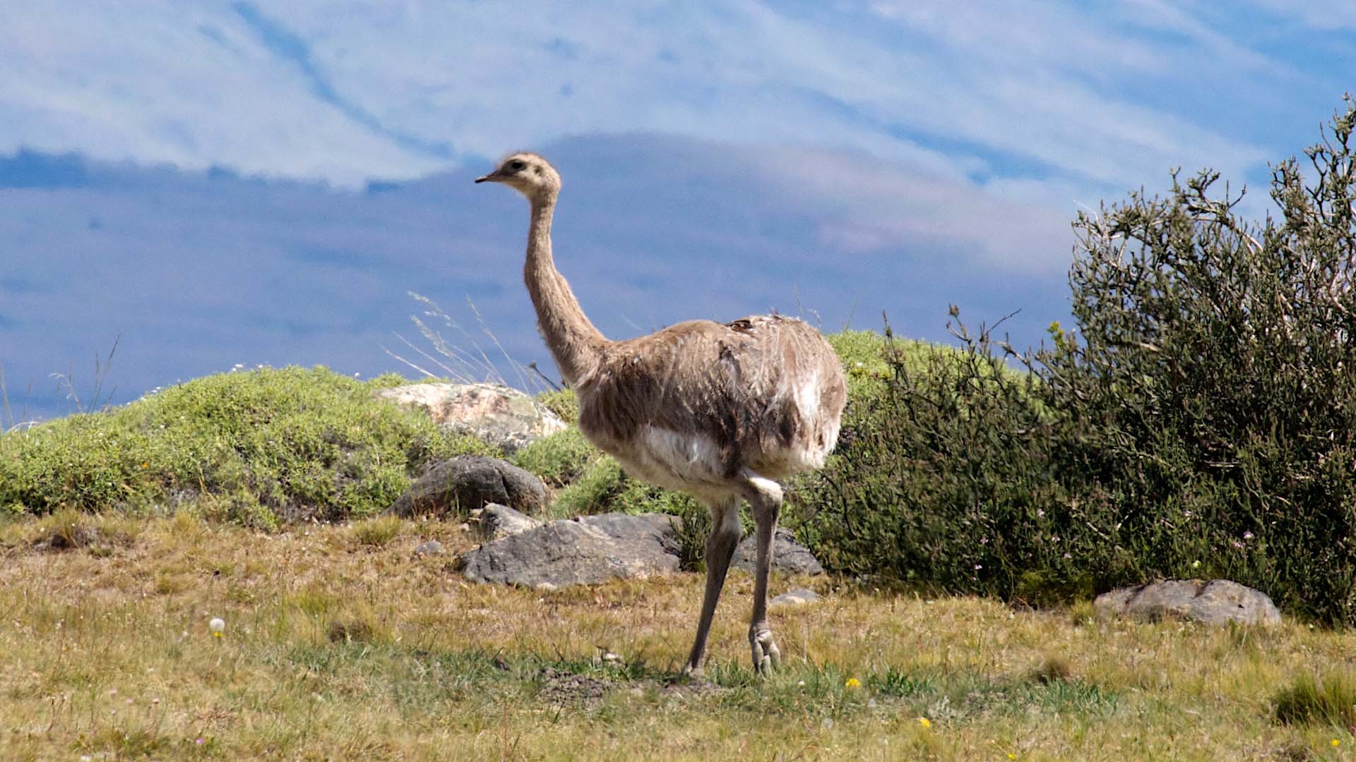 Ñandú petiso (Rhea pennata) - Picture Bird