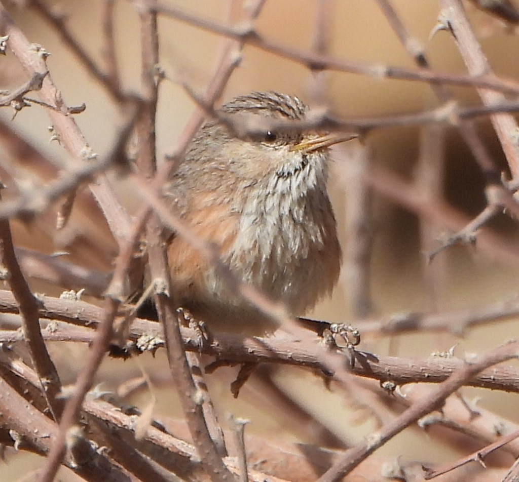 Streaked Scrub Warbler (Scotocerca inquieta) Picture Bird