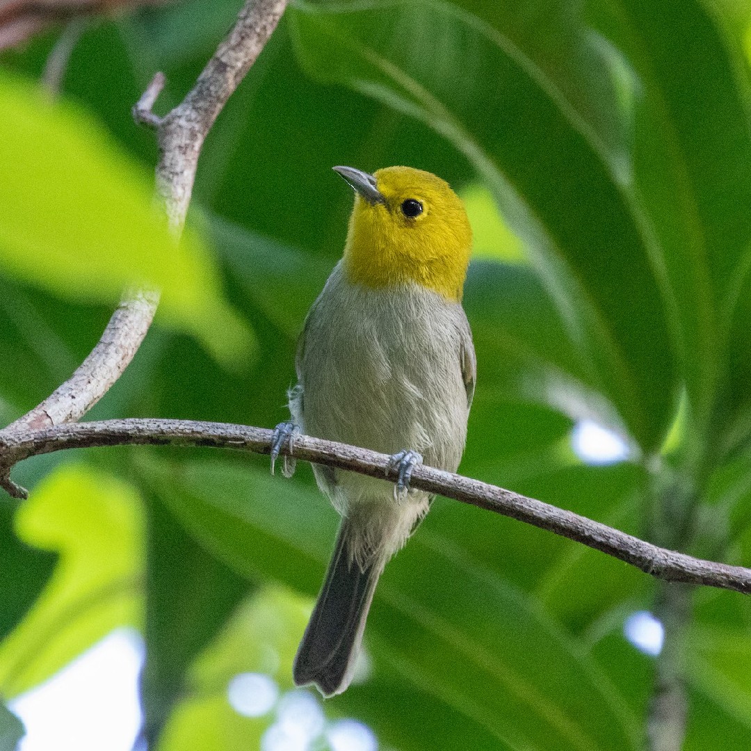 Teretistris (Teretistris) Picture Bird
