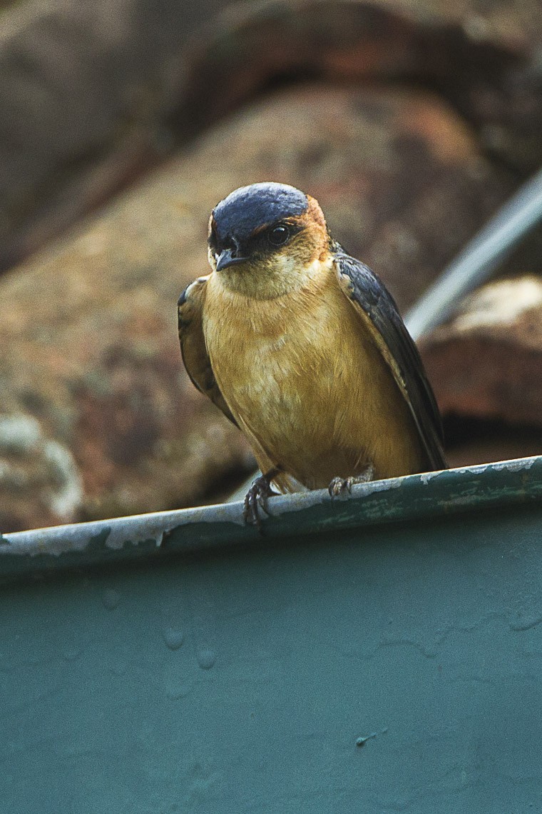 Golondrina Dáurica (Cecropis Daurica) - Picture Bird