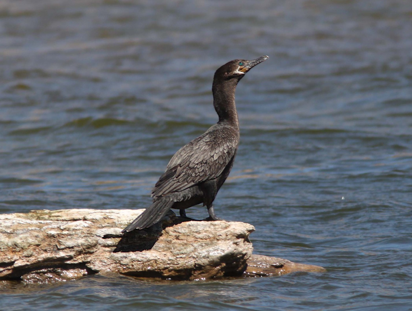ウ属 Phalacrocorax Picture Bird