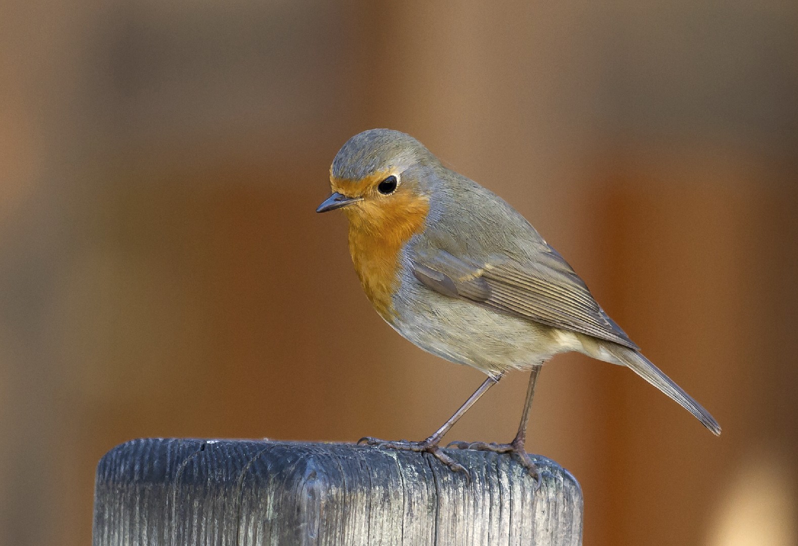 Erithacus Rubecula Rubecula Erithacus Rubecula Rubecula Picture Bird