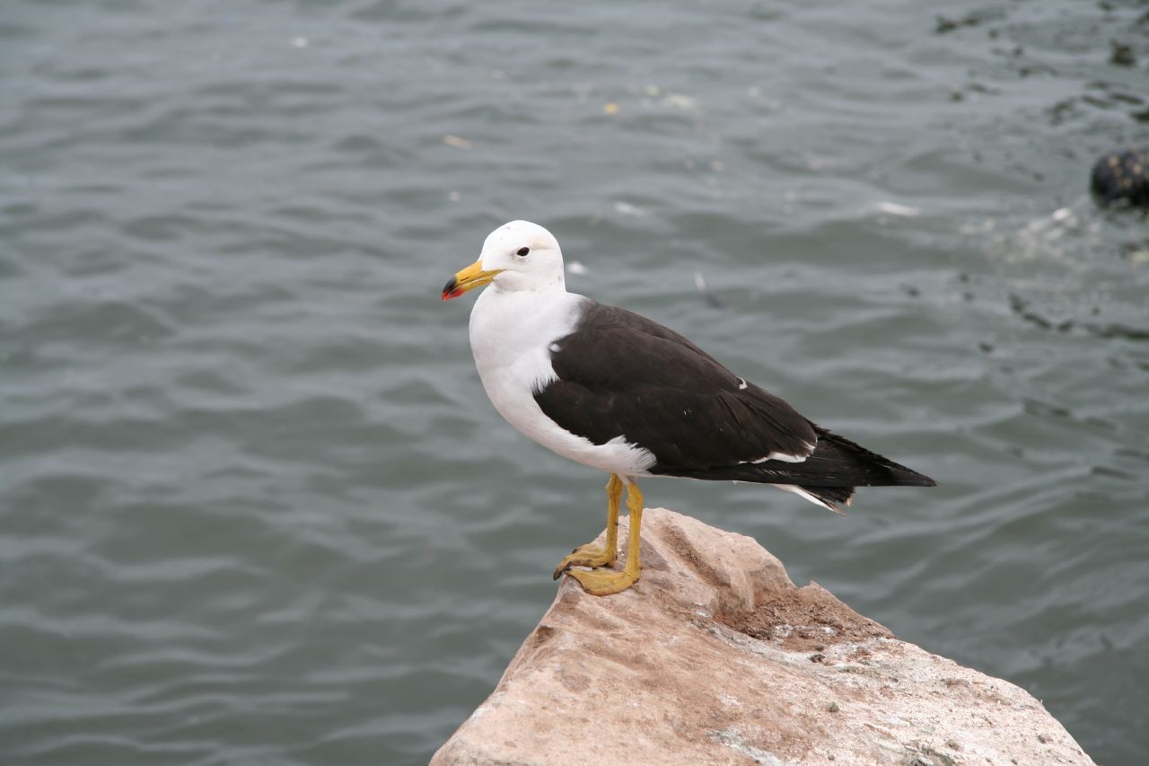 Gaviota simeón (Larus belcheri) Picture Bird
