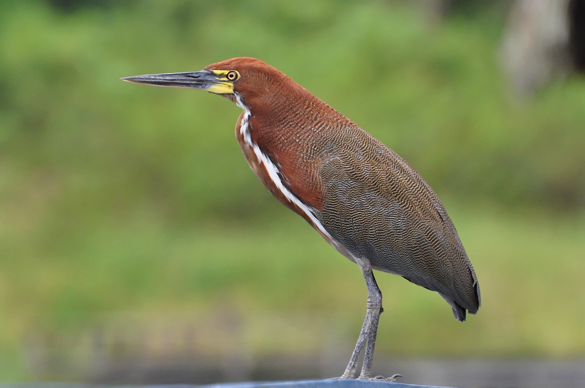 Tigrisoma lineatum (Tigrisoma lineatum) - Picture Bird