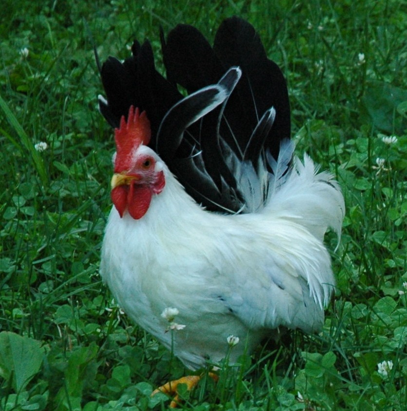 Gallus Gallus Domesticus Japanese Bantam Gallus Gallus Domesticus Japanese Bantam Picture Bird