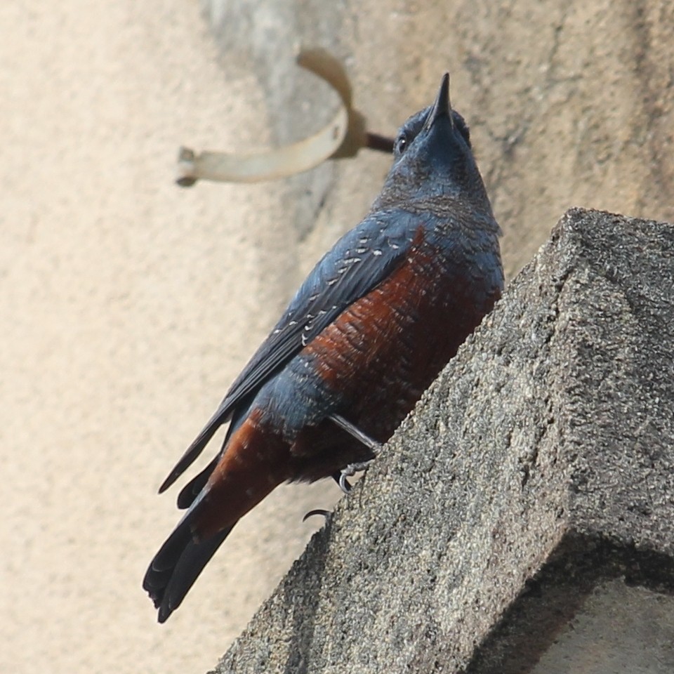 イソヒヨドリ Monticola Solitarius Philippensis Picture Bird