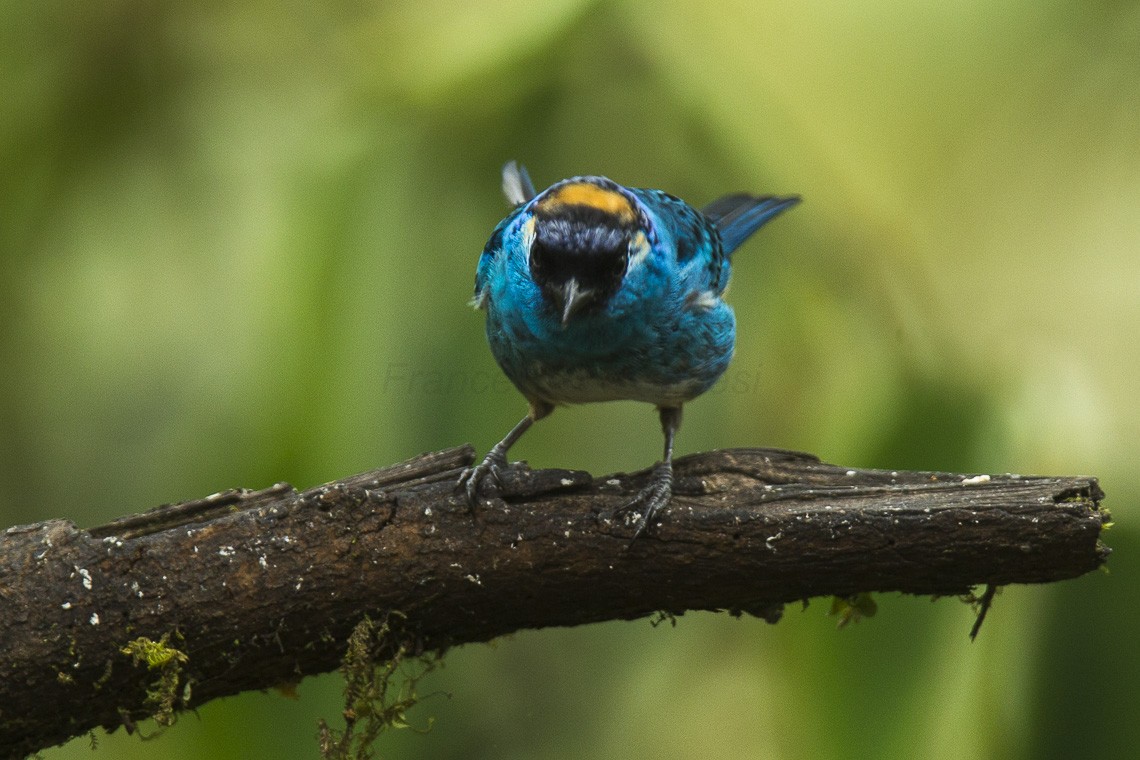 Tangara nuquigualda (Tangara ruficervix) Picture Bird