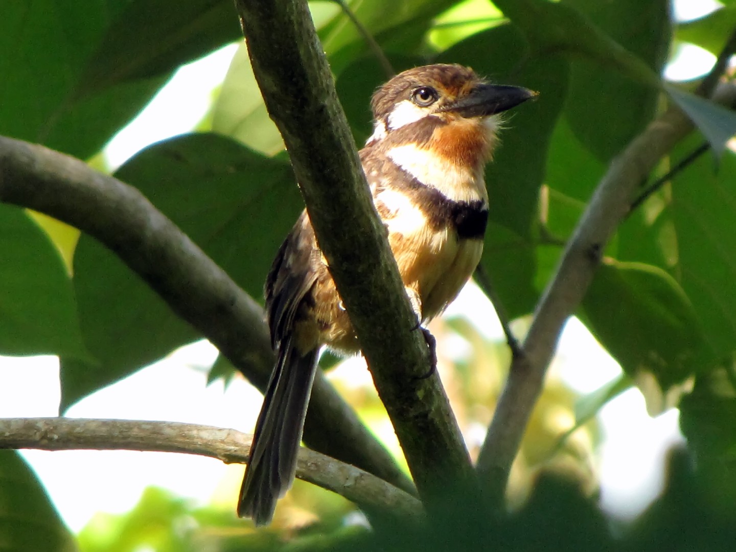 Buco bobito (Hypnelus ruficollis) - Picture Bird